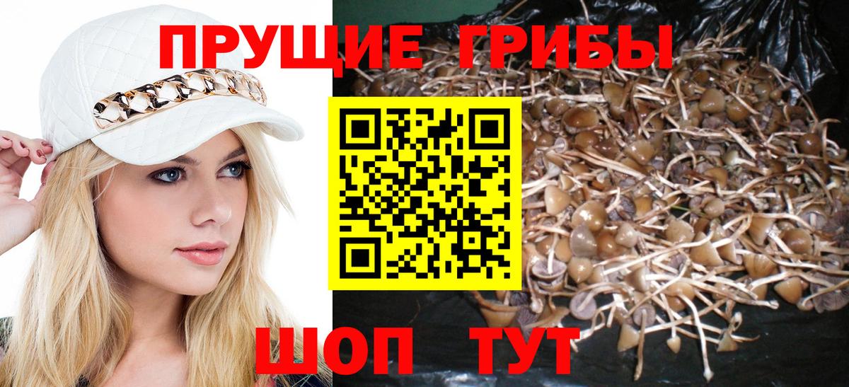 Псилоцибиновые грибы прущие грибы  Вход с VPN  Баксан 